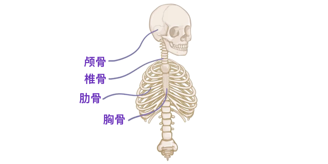 descript