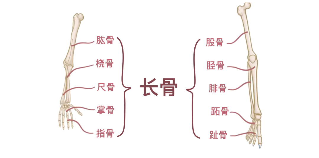 descript